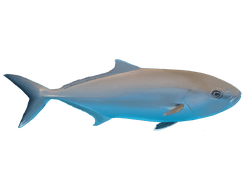 greater amberjack